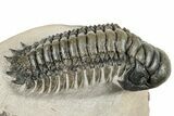 Detailed Crotalocephalina Trilobite - Exposed Hypostome #252413-1